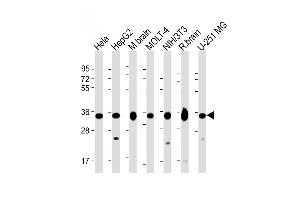 All lanes : Anti-PITPNA Antibody (C-term) at 1:2000 dilution Lane 1: Hela whole cell lysate Lane 2: HepG2 whole cell lysate Lane 3: mouse brain lysate Lane 4: MOLT-4 whole cell lysate Lane 5: NIH/3T3 whole cell lysate Lane 6: rat brain lysate Lane 7: U-251 MG whole cell lysate Lysates/proteins at 20 μg per lane. (PITPNA antibody  (C-Term))