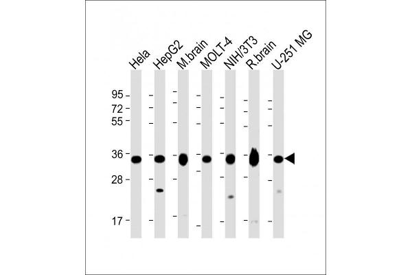 PITPNA antibody  (C-Term)