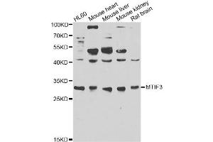 Western blot analysis of extracts of various cell lines, using MTIF3 antibody. (MTIF3 antibody)