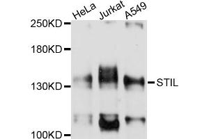 Western blot analysis of extracts of various cell lines, using STIL antibody (ABIN4905325) at 1:1000 dilution. (STIL antibody)