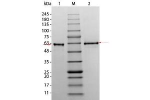 SDS-PAGE (SDS) image for V-Akt Murine Thymoma Viral Oncogene Homolog 3 (Protein Kinase B, Gamma) (AKT3) protein (ABIN5624571)