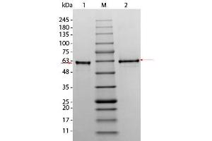 SDS-PAGE of AKT3 (phosphatase treated) Human Recombinant Protein.