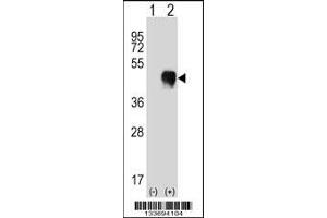 Western blot analysis of FCGR2A using rabbit polyclonal FCGR2A Antibody using 293 cell lysates (2 ug/lane) either nontransfected (Lane 1) or transiently transfected (Lane 2) with the FCGR2A gene. (FCGR2A antibody  (C-Term))