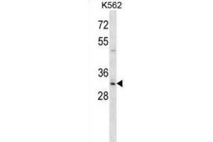 Western Blotting (WB) image for anti-Homeobox B8 (HOXB8) antibody (ABIN2998503)