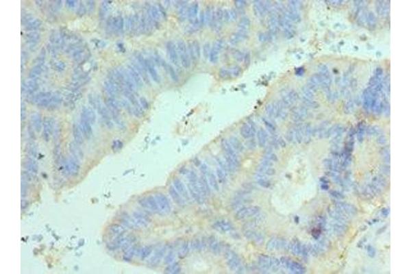 Elf4 antibody  (AA 1-200)