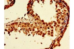 Immunohistochemistry of paraffin-embedded human testis tissue using ABIN7161705 at dilution of 1:100 (NCMAP antibody  (AA 54-102))