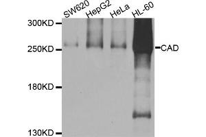 Western blot analysis of extracts of various cell lines, using CAD antibody.