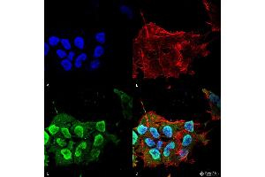 Immunocytochemistry/Immunofluorescence analysis using Mouse Anti-Ataxin 1 Monoclonal Antibody, Clone S65-37 . (Ataxin 1 antibody  (AA 746-761) (HRP))