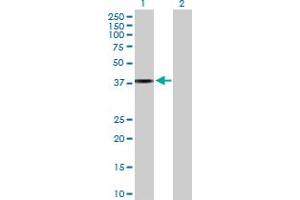 Western Blot analysis of APOL2 expression in transfected 293T cell line by APOL2 MaxPab polyclonal antibody. (Apolipoprotein L 2 antibody  (AA 1-337))