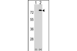 Western blot analysis of F1 (arrow) using rabbit polyclonal F1 Antibody (C-term) (ABIN1537336 and ABIN2848676). (PAF1/PD2 antibody  (C-Term))