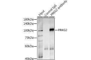 Immunoprecipitation analysis of 600 μg extracts of Mouse lung using 3 μg PRKG2 antibody (ABIN7269664). (PRKG2 antibody)