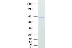 Western Blotting (WB) image for Heterogeneous Nuclear Ribonucleoprotein K (HNRNPK) (Transcript Variant 2) protein (Myc-DYKDDDDK Tag) (ABIN2722926)