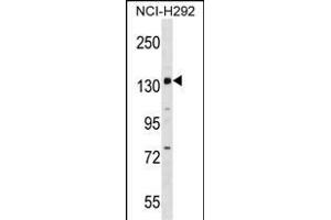 PER1 Antibody (C-term) (ABIN1536671 and ABIN2848489) western blot analysis in NCI- cell line lysates (35 μg/lane).