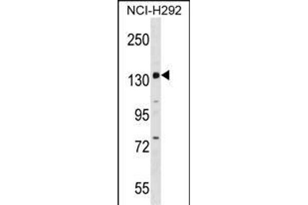 PER1 anticorps  (C-Term)