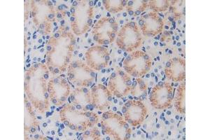 Used in DAB staining on fromalin fixed paraffin- embedded kidney tissue (TUFT1 antibody  (AA 1-390))
