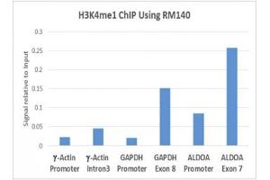 ChIP performed on human HeLa cells using 5ug recombinant H3K4me1 antibody. (Recombinant Histone 3 antibody  (meLys4))