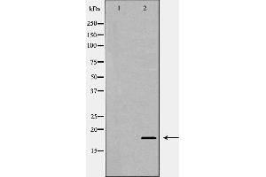 Western blot analysis of extracts of HEX-293, using MAX antibody. (MAX antibody  (N-Term))