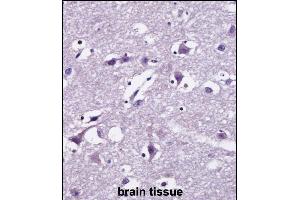 SEC22B Antibody (Center) ((ABIN657983 and ABIN2846930))immunohistochemistry analysis in formalin fixed and paraffin embedded human brain tissue followed by peroxidase conjugation of the secondary antibody and DAB staining. (SEC22B antibody  (AA 75-104))