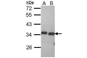 WB Image Sample (30 ug of whole cell lysate) A: Hela B: Hep G2 , 12% SDS PAGE antibody diluted at 1:1000 (PECR antibody  (C-Term))