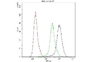 anti-Palmitoyl-Protein Thioesterase 1 (PPT1) (AA 191-224), (C-Term) antibody