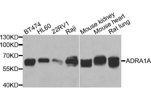 Western blot analysis of extracts of various cells, using ADRA1A antibody. (alpha 1 Adrenergic Receptor antibody)