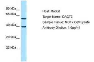 Image no. 1 for anti-Dapper, Antagonist of beta-Catenin, Homolog 3 (DACT3) (AA 255-304) antibody (ABIN6750047) (DACT3 antibody  (AA 255-304))