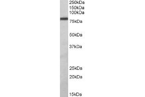 ABIN2560812 (1µg/ml) staining of Daudi lysate (35µg protein in RIPA buffer). (ZBTB24 antibody  (AA 232-245))