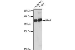 Western blot analysis of extracts of various cell lines, using GRAP antibody.