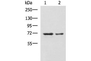 Western blot analysis of A172 and TM4 cell lysates using MYEF2 Polyclonal Antibody at dilution of 1:800 (MYEF2 antibody)
