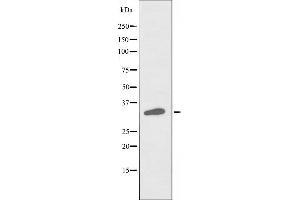 Western blot analysis of extracts from HuvEc cells, using POU4F3 antibody. (POU4F3 antibody  (Internal Region))