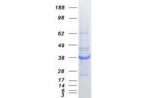 Validation with Western Blot (SPARC Protein (Myc-DYKDDDDK Tag))