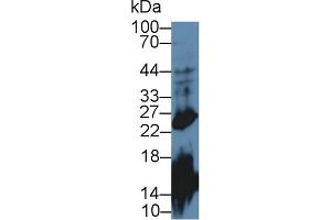Western Blot; Sample: Mouse Cerebrum lysate; Primary Ab: 2µg/mL Rabbit Anti-Mouse GH Antibody Second Ab: 0.