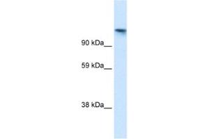 Western Blotting (WB) image for anti-Cullin-Associated and Neddylation-Dissociated 1 (CAND1) antibody (ABIN2460995) (CAND1 antibody)