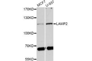 Western blot analysis of extracts of various cell lines, using LAMP2 antibody (ABIN1873504) at 1:1000 dilution. (LAMP2 antibody)