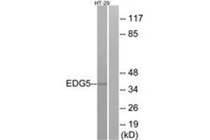 Western blot analysis of extracts from HT-29 cells, using EDG5 Antibody. (S1PR2 antibody  (AA 261-310))