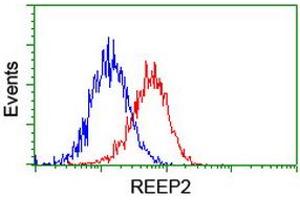 Image no. 2 for anti-Receptor Accessory Protein 2 (REEP2) antibody (ABIN1500658) (REEP2 antibody)