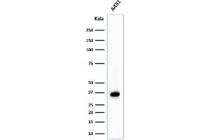 Western Blot Analysis of A431 cell lysate using Nucleophosmin-Monospecific Mouse Monoclonal Antibody (NPM1/1902). (NPM1 antibody  (AA 185-287))
