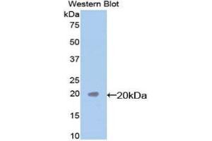 Western Blotting (WB) image for anti-Caspase 7, Apoptosis-Related Cysteine Peptidase (CASP7) (AA 24-198) antibody (ABIN3208611) (Caspase 7 antibody  (AA 24-198))