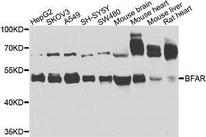 Western blot analysis of extracts of various cell lines, using BFAR antibody. (BFAR antibody)
