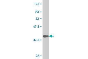 Western Blot detection against Immunogen (36. (NEUROD6 antibody  (AA 191-290))