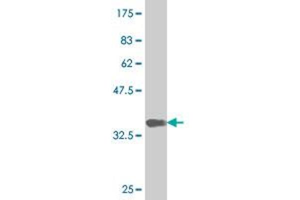 NEUROD6 antibody  (AA 191-290)