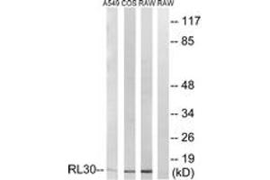 Western blot analysis of extracts from A549/COS7/RAW264. (RPL30 antibody  (AA 66-115))