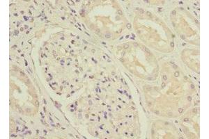 Immunohistochemistry of paraffin-embedded human kidney tissue using ABIN7160958 at dilution of 1:100 (NDUFS3 antibody  (AA 37-264))