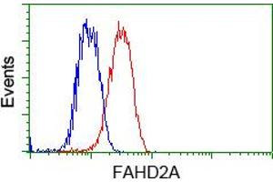 HEK293T cells transfected with either pCMV6-ENTRY FAHD2A (RC211128) (Red) or empty vector control plasmid (Blue) were immunostained with anti-FAHD2A mouse monoclonal (ABIN2453022), and then analyzed by flow cytometry.