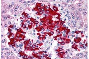 Anti-TM9SF4 antibody  ABIN1049416 IHC staining of human pancreas. (TM9SF4 antibody  (Internal Region))