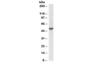 Western blot testing of mouse brain lysate with CHRM2 antibody at 2ug/ml. (Muscarinic Acetylcholine Receptor M2 antibody)
