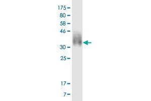 Western Blot detection against Immunogen (26. (CD276 antibody  (AA 28-238))