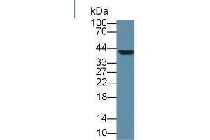Western Blot; Sample: Human Jurkat cell lysate; Primary Ab: 1µg/ml Rabbit Anti-Human HMG20B Antibody Second Ab: 0. (HMG20B antibody  (AA 27-213))