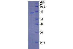 SDS-PAGE of Protein Standard from the Kit (Highly purified E. (Annexin a1 ELISA Kit)