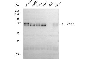 Western blotting analysis using DCP1A antibody (ABIN7798280). (Recombinant DCP1A antibody)